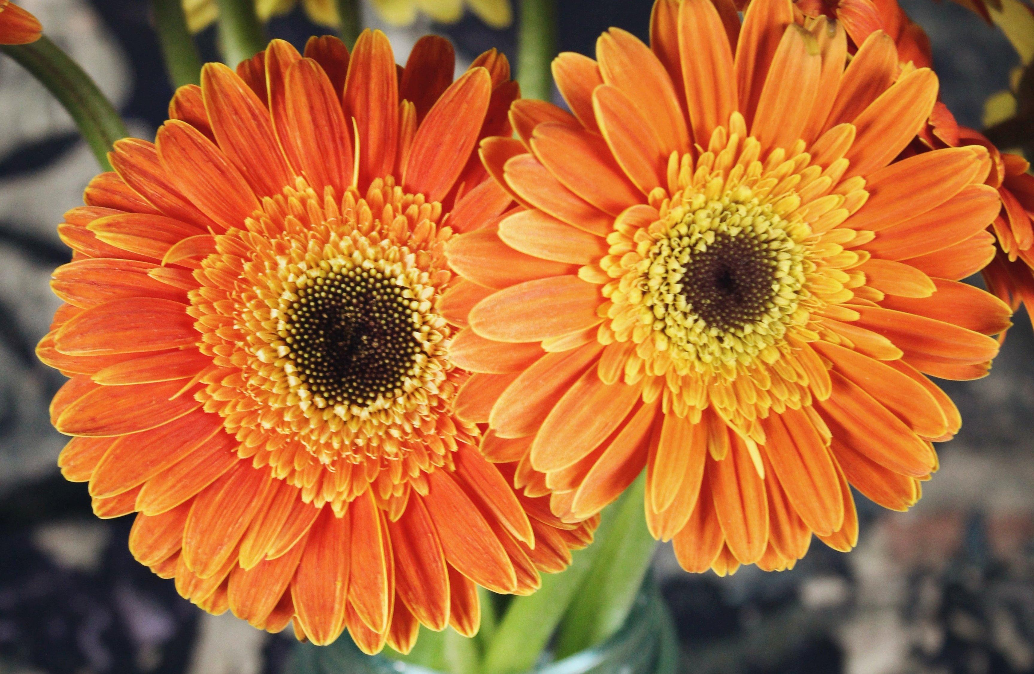 double-gerbera