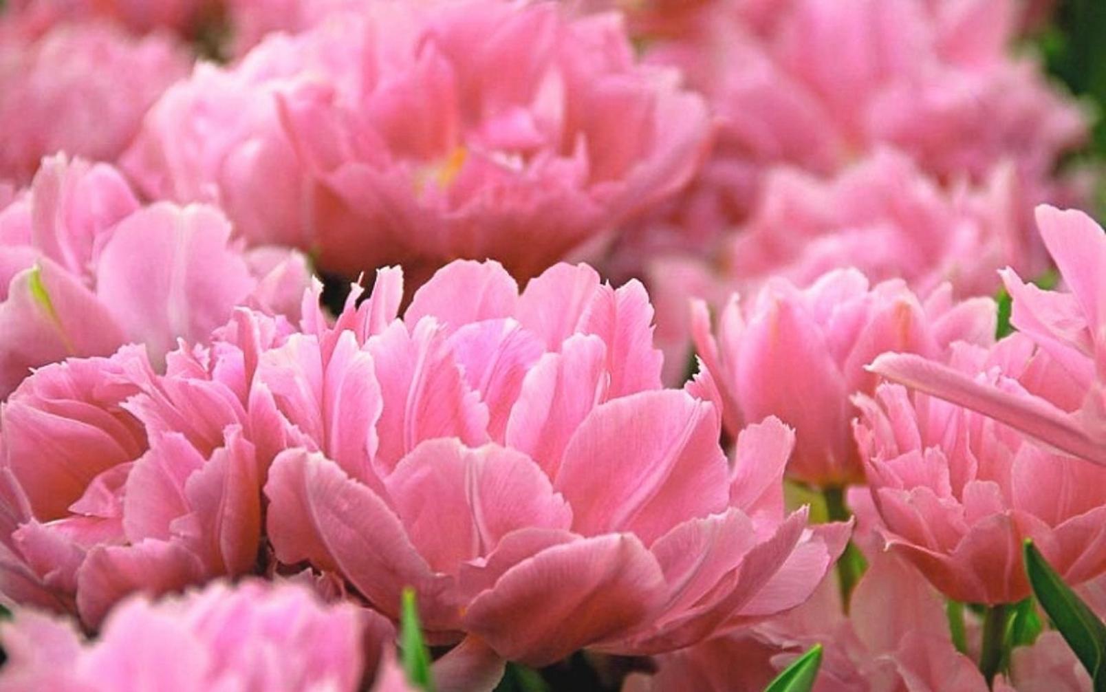 double-tulips-pink-flowers
