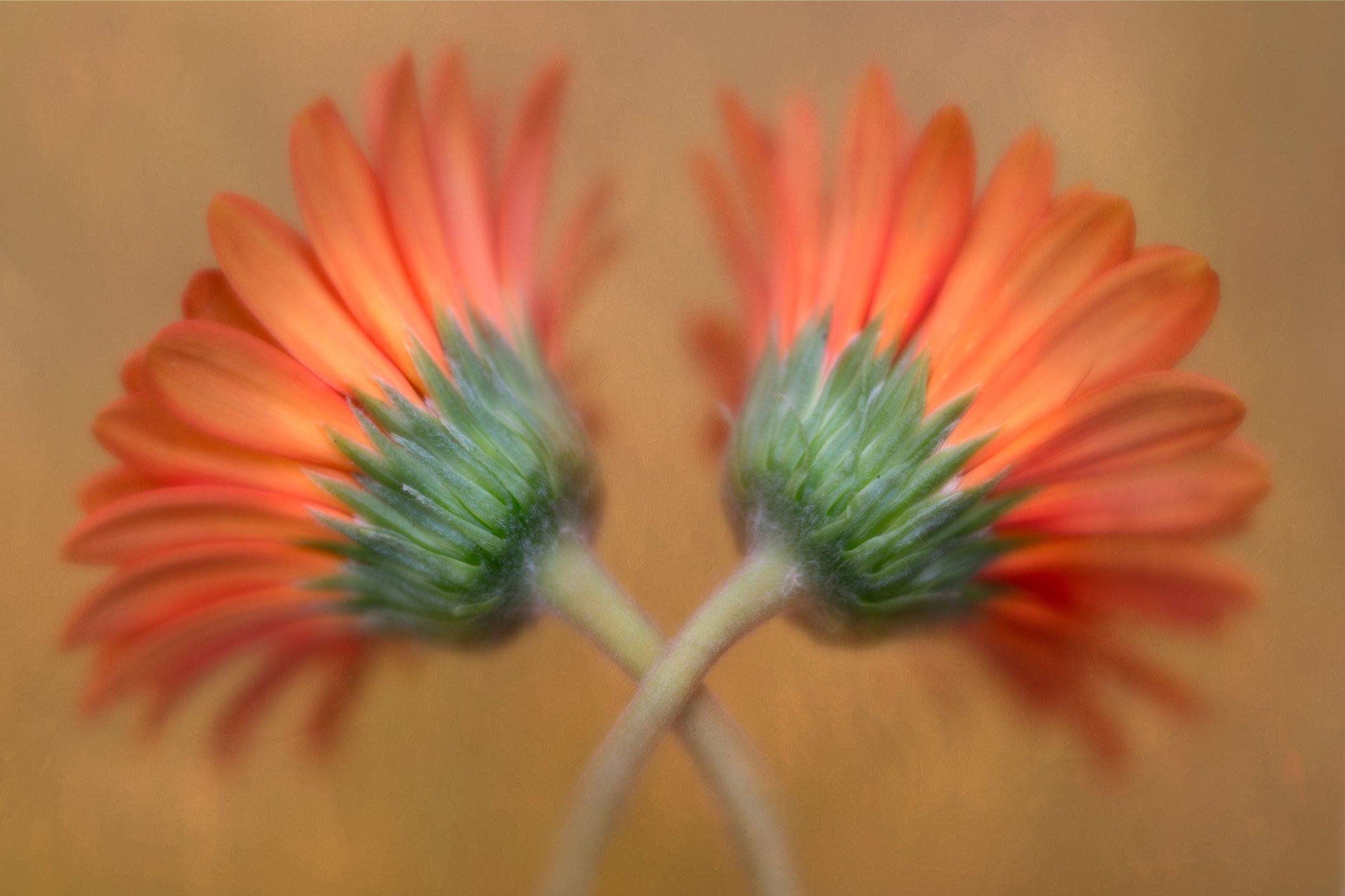 duplex-gerbera-orange-flower