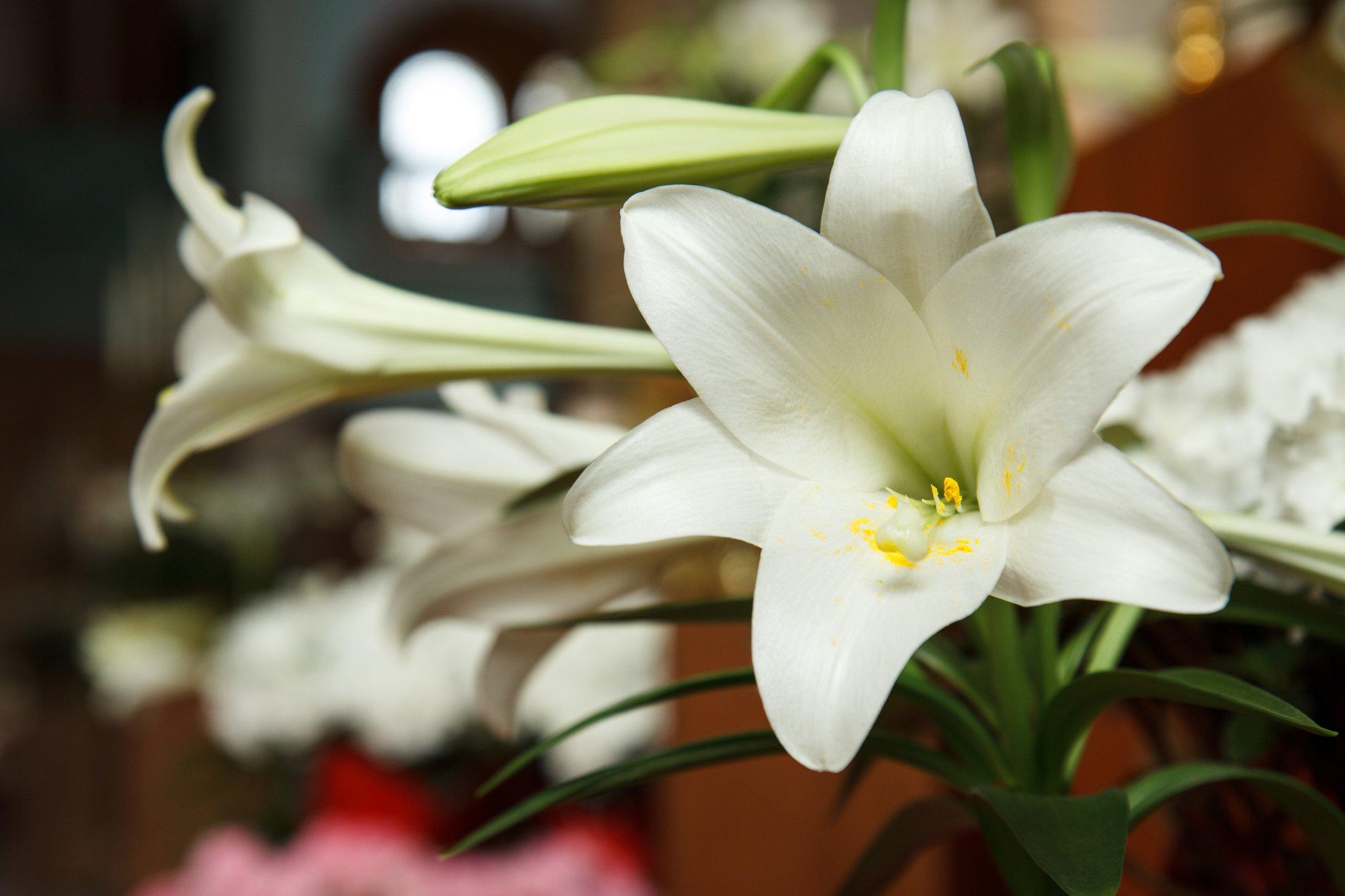 easter-lily-white-flowers