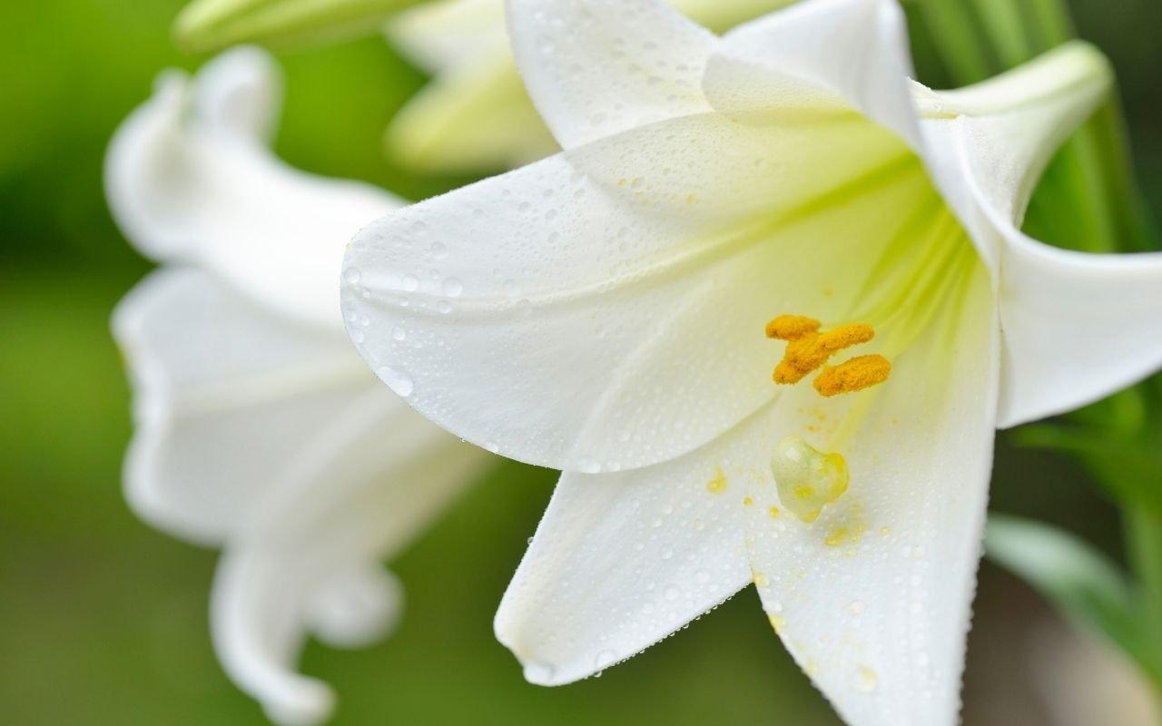 easter_lilies