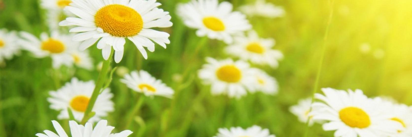 field-of-daisies-sunshine