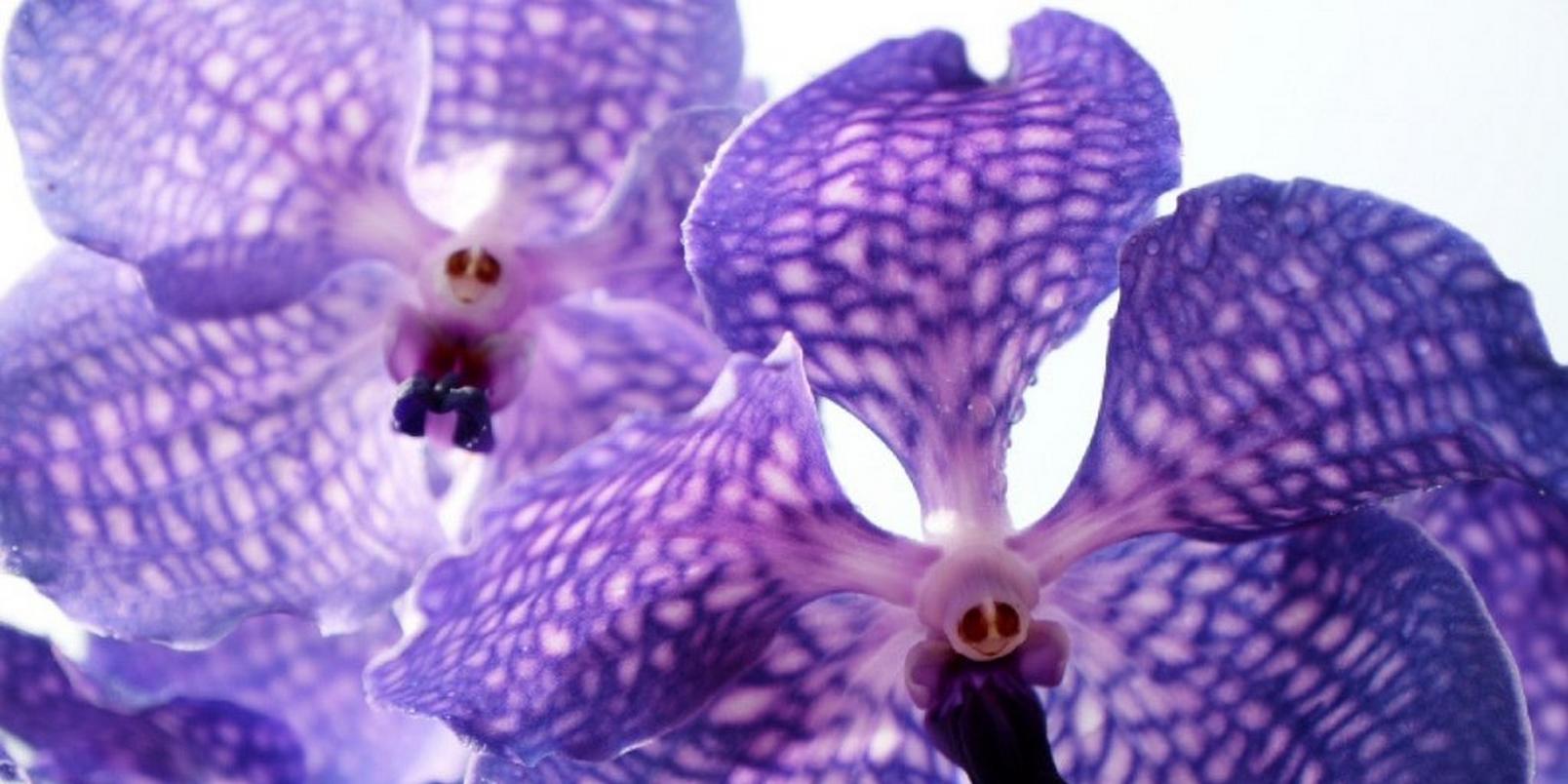 flowers-to-match-your-style-2