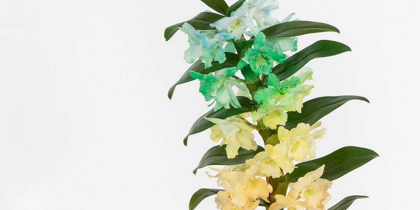 flowers-to-match-your-style-6