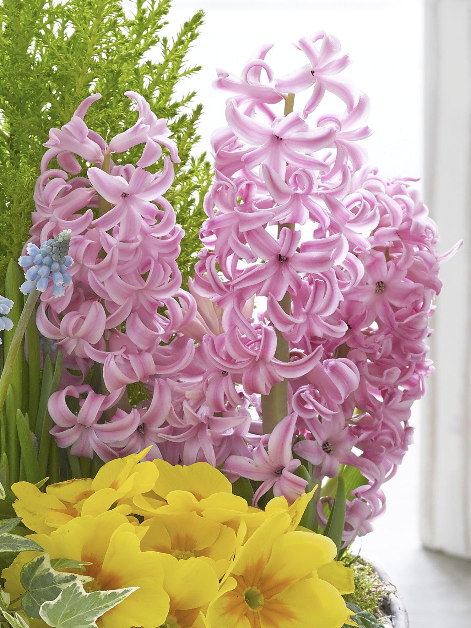 footer-background-pink-hyacinth