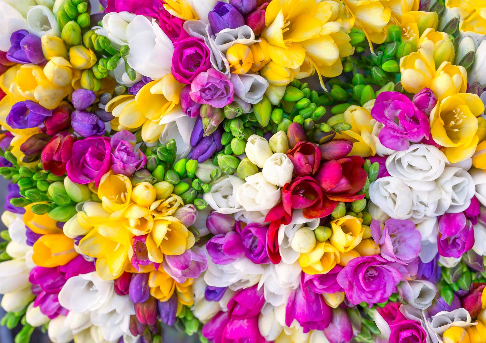 freesia-multicoloured-flowers