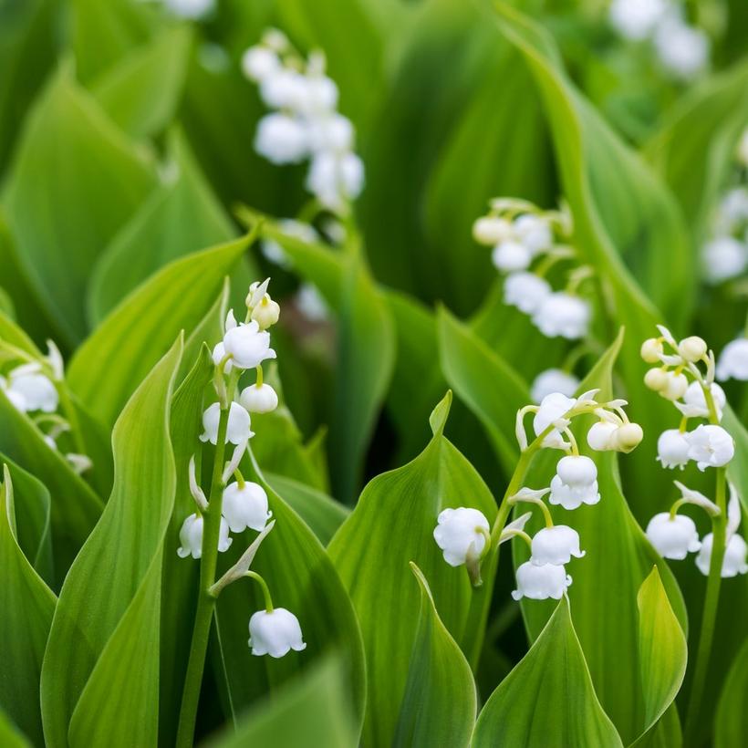 fresh-lily-of-the-valley