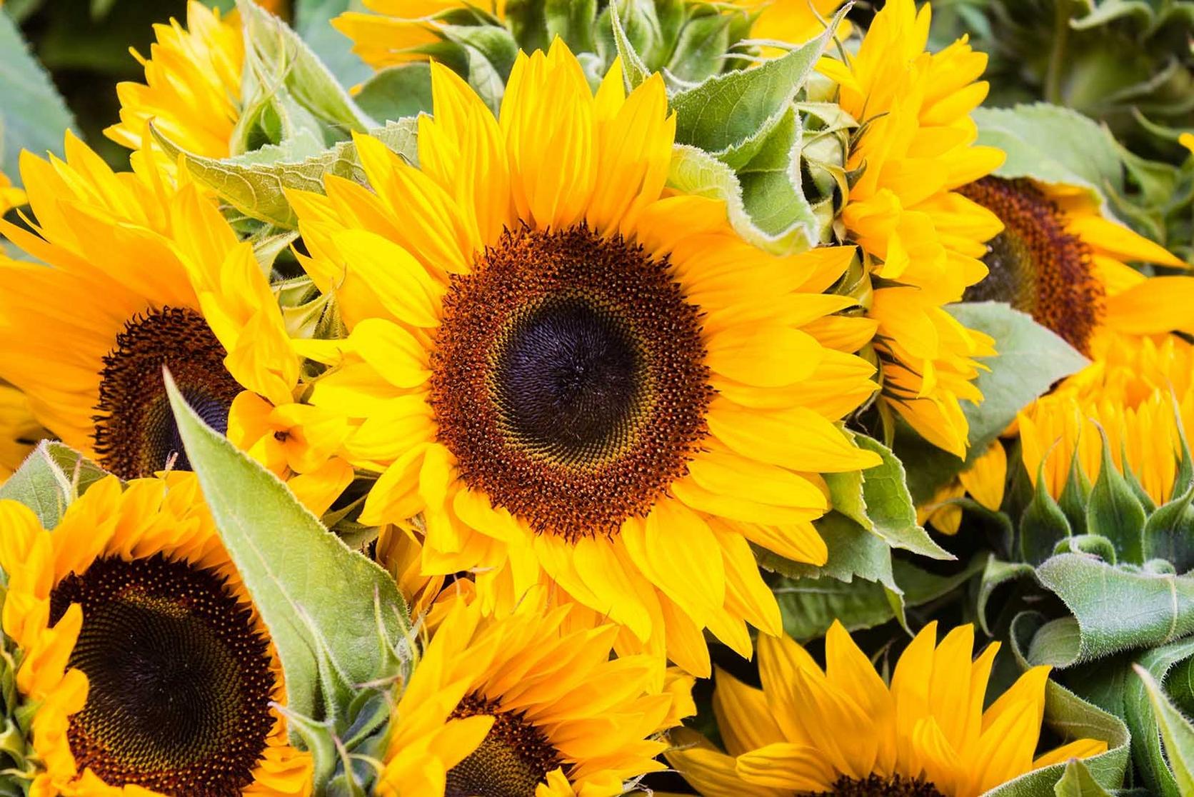 fresh-yellow-sunflowers