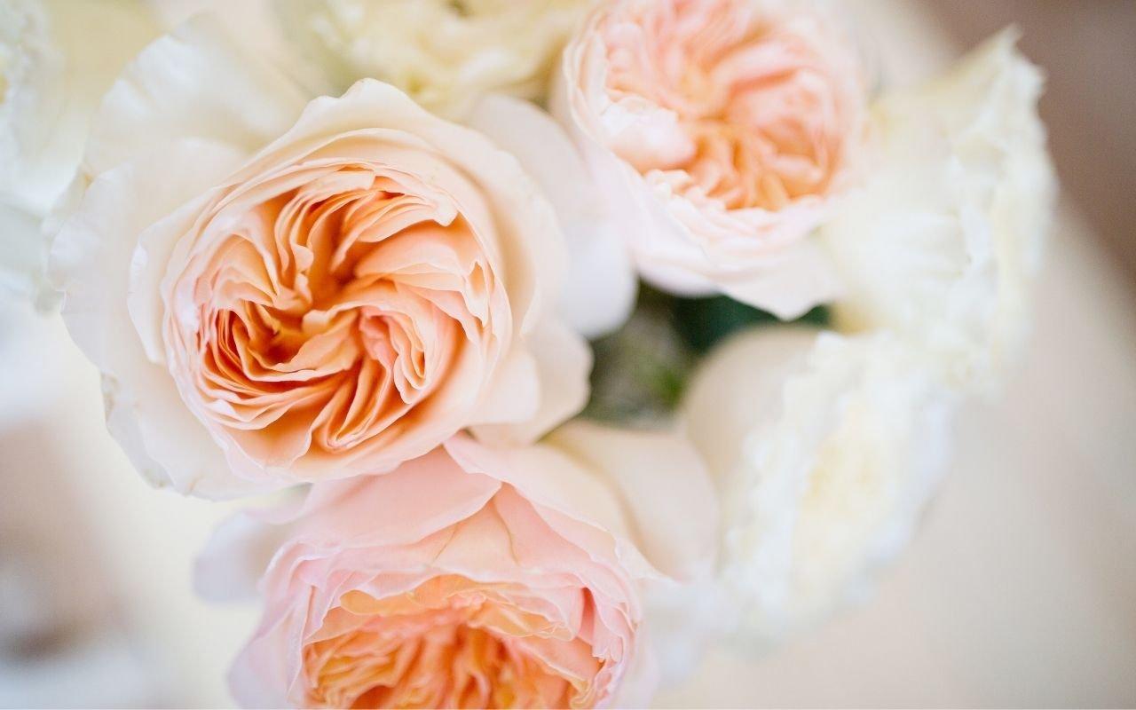 garden-roses-peach-flowers