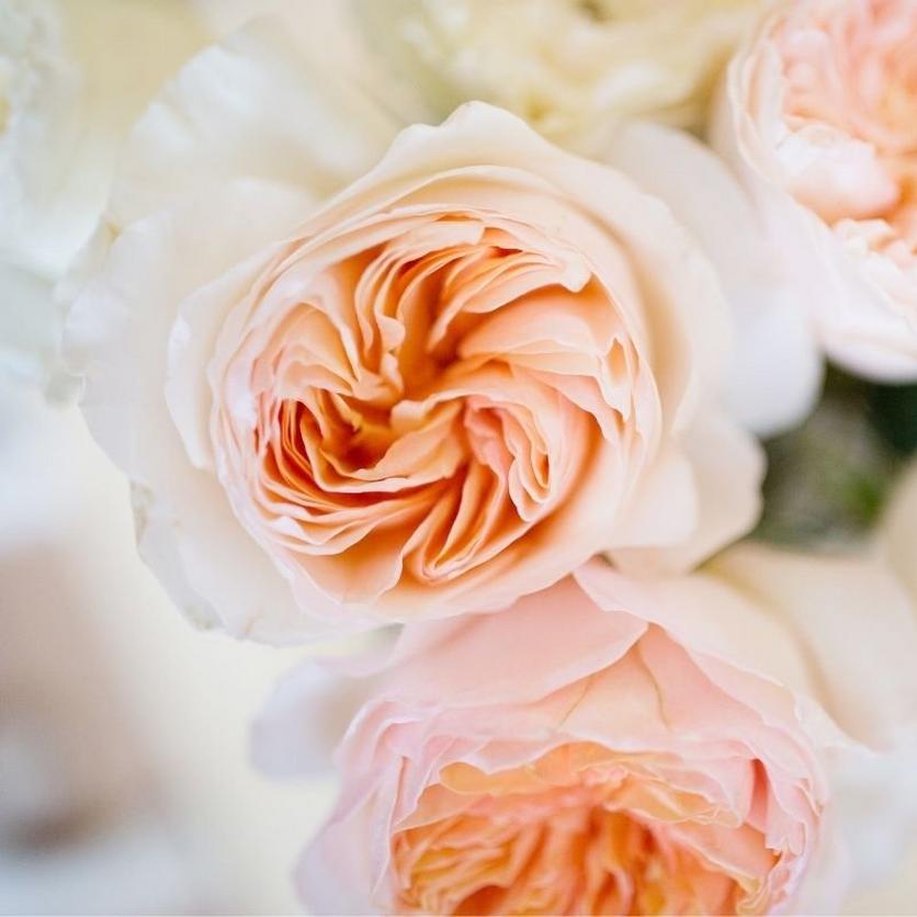 garden-roses-peach-flowers