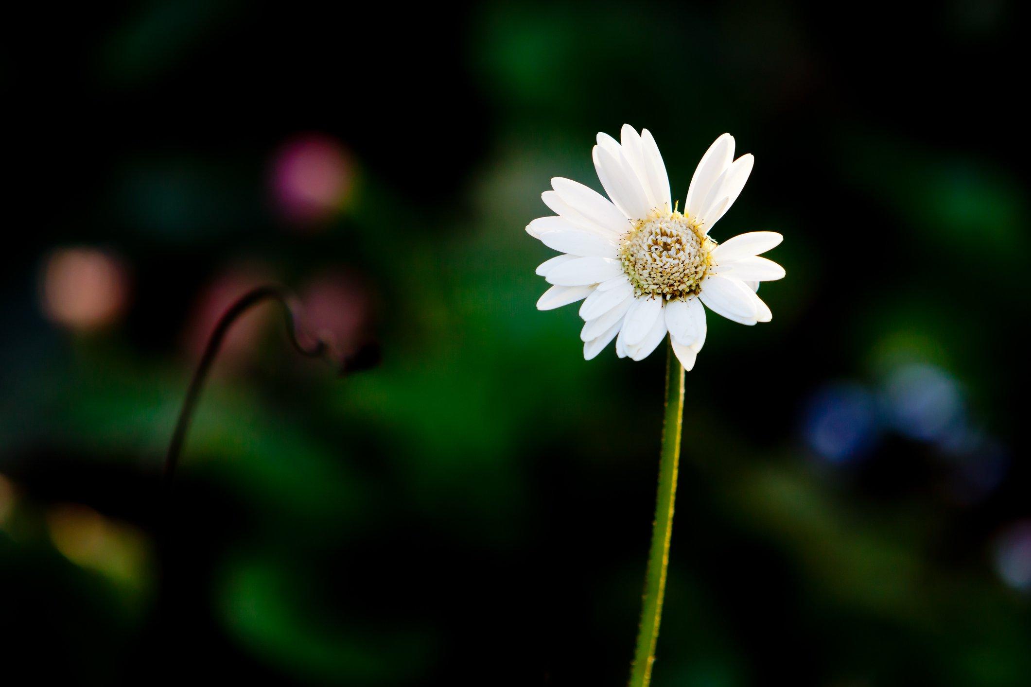 garvinea-gerbera-white-flower