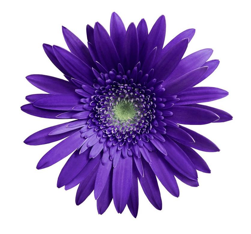 gerbera-dark-purple-flower