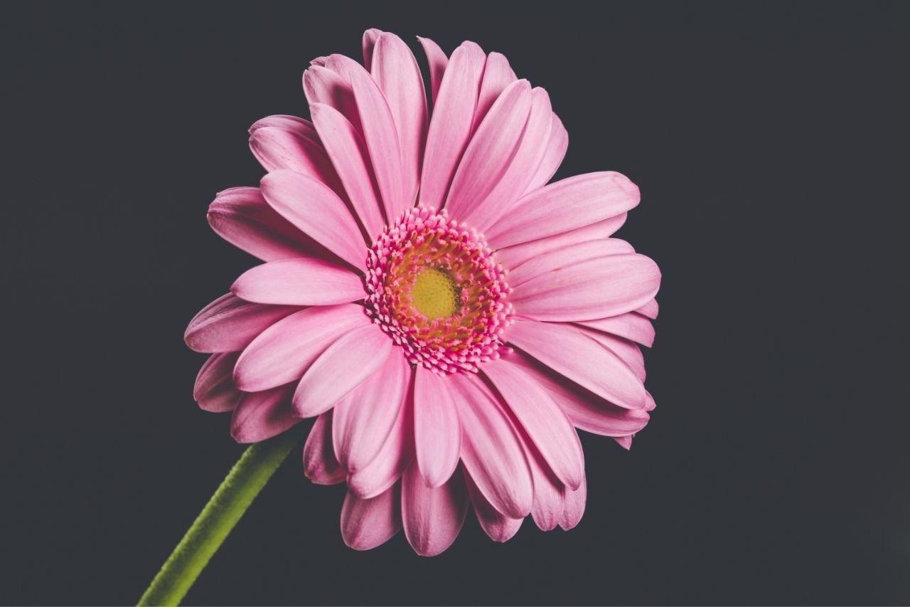gerbera-pink-flower