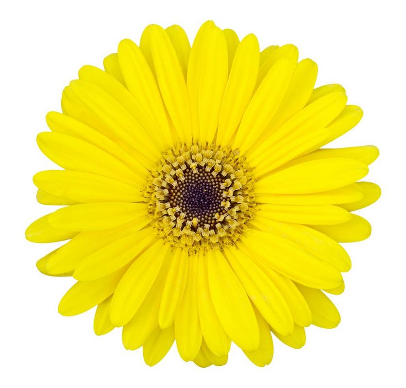 gerbera-yellow-flower