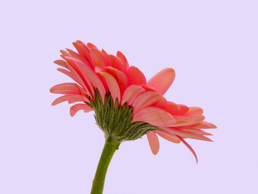 germini-pink-flower