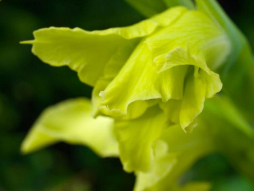 gladioli-green-flower