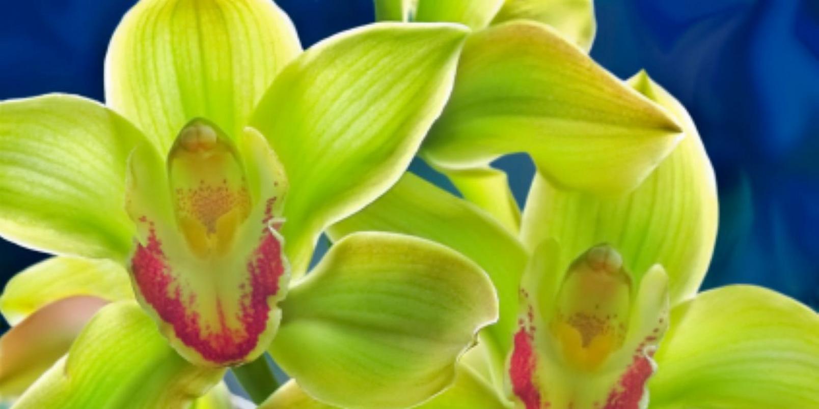green orchids