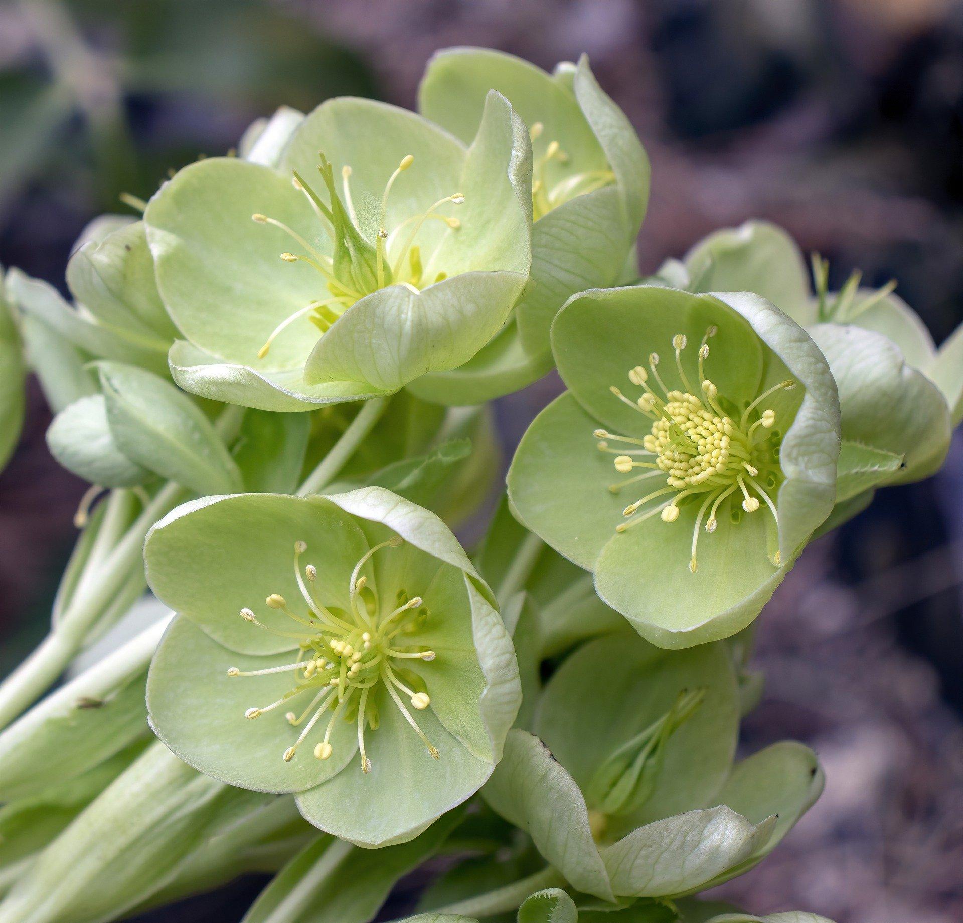 Green 2024 petal flowers