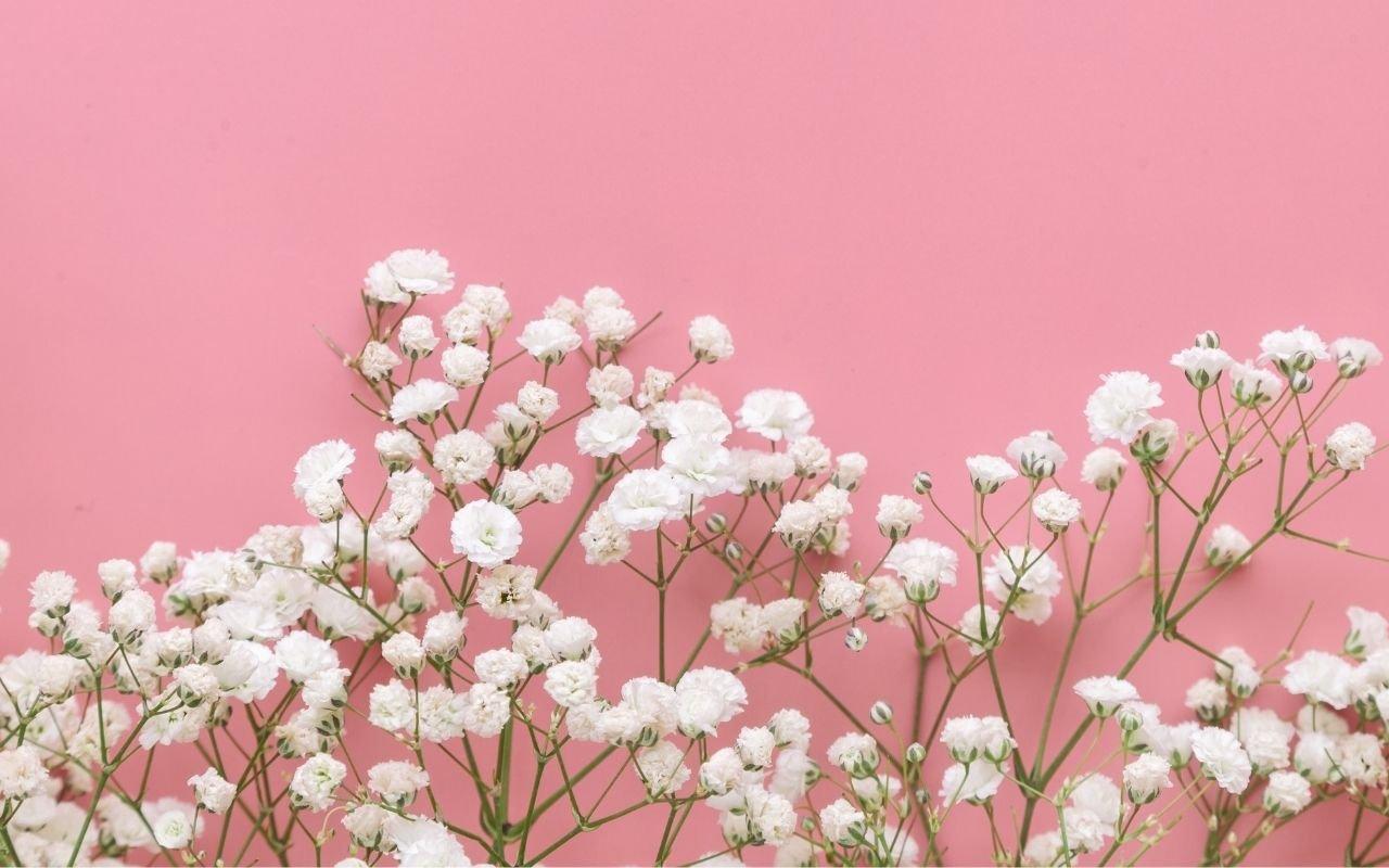 gypsophilia-white-flowers