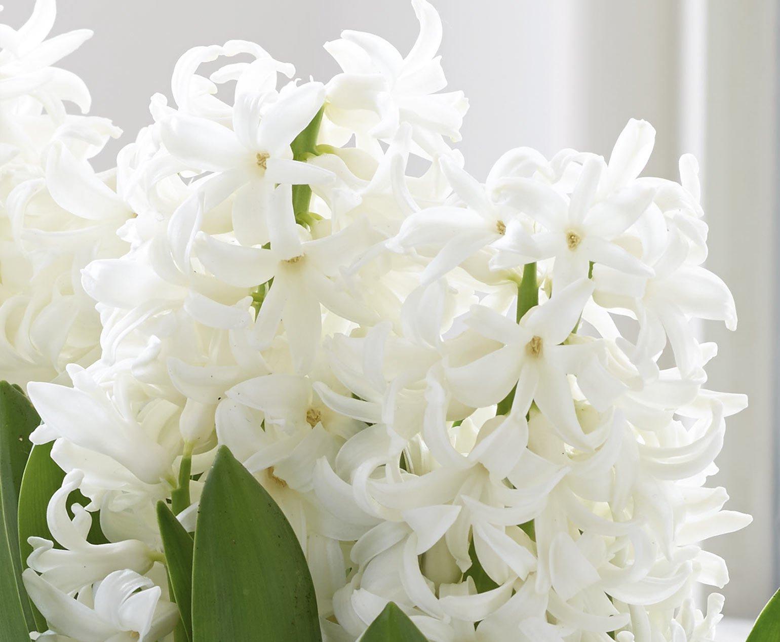 Hyacinth plant deals