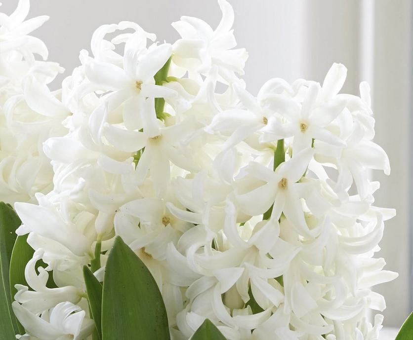 header-image-hyacinth-flower-guide