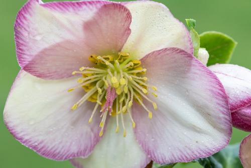 hellebore-white-pink-flower