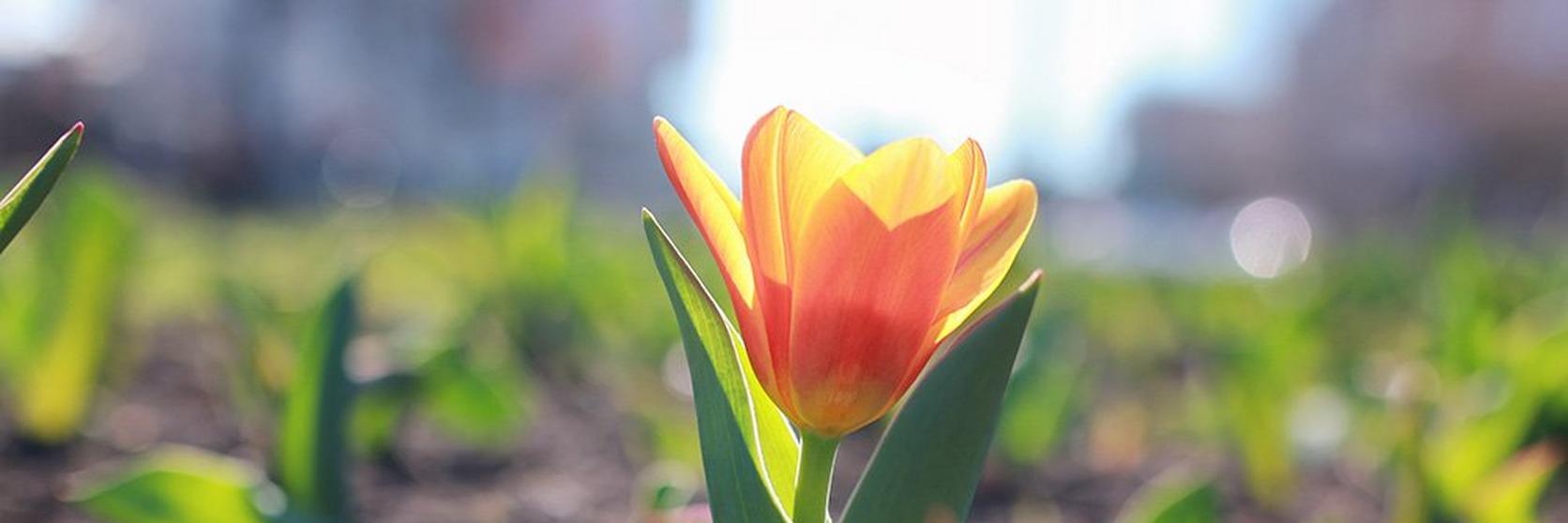 how-to-grow-tulip