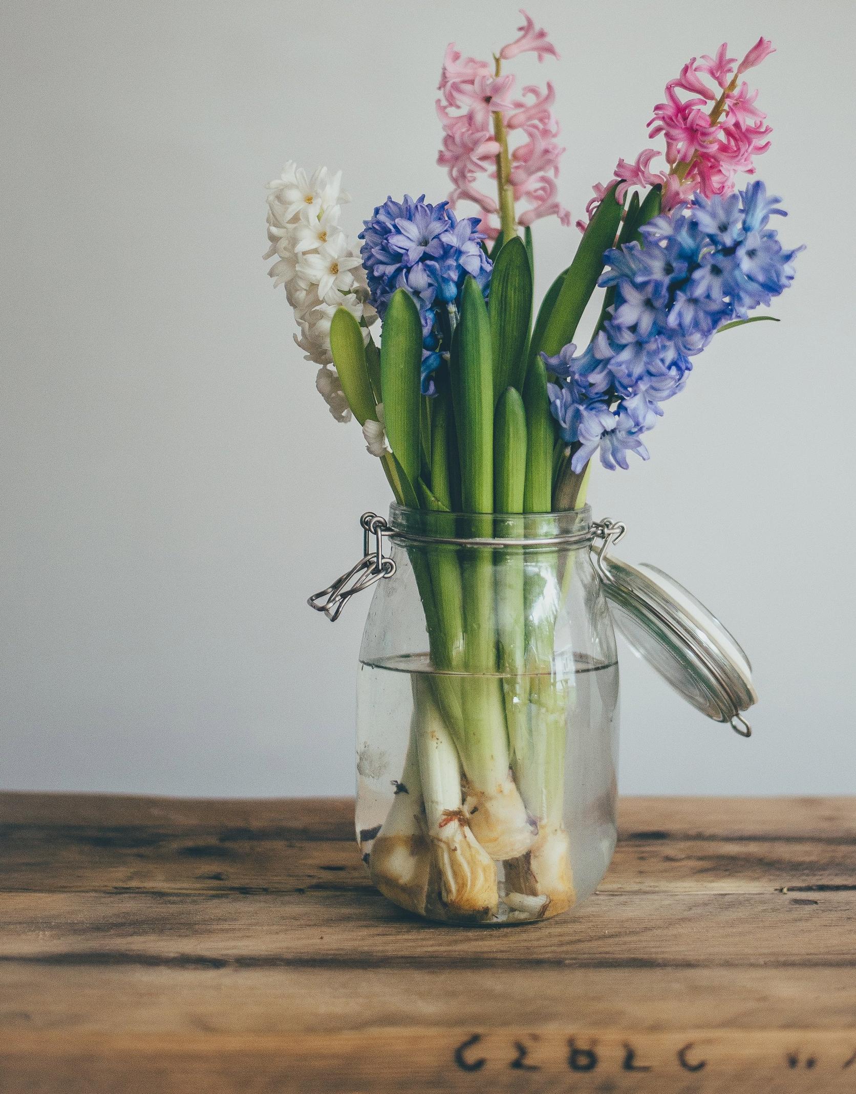 hyacinths-in-jar