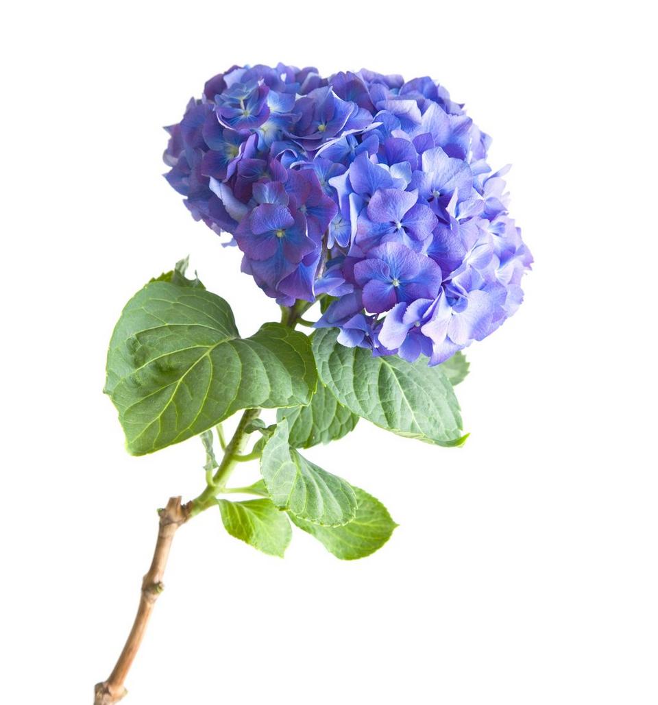 hydrangea-blue-flower-single