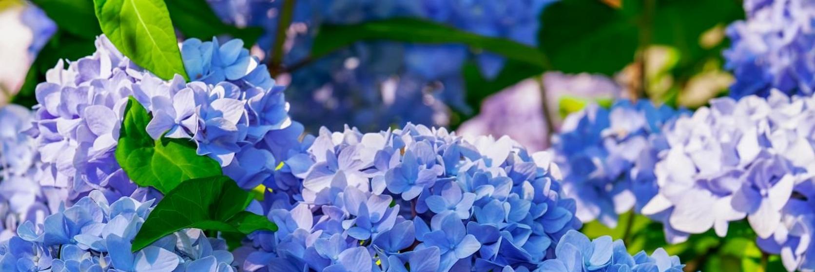 hydrangea-blue-flowers