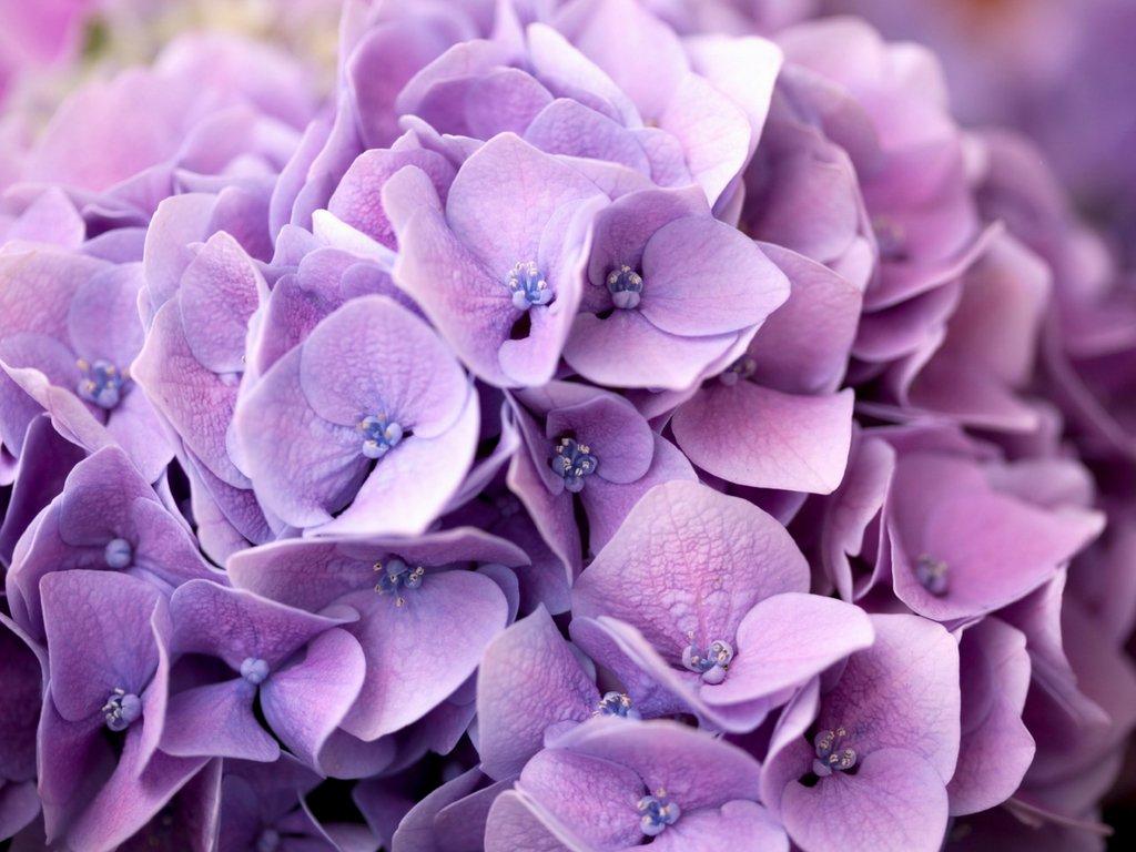 hydrangea-close-up-purple-flowers