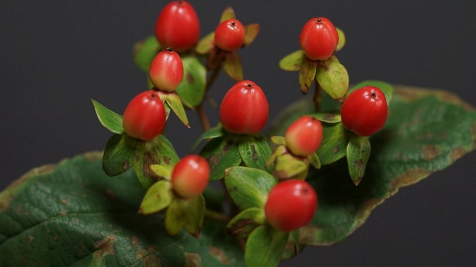 hypericum-berries-red-green