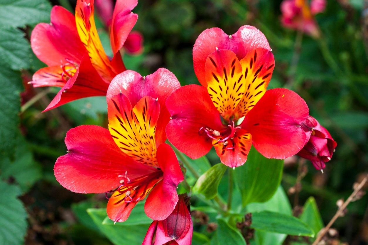 Alstroemeria flower clearance