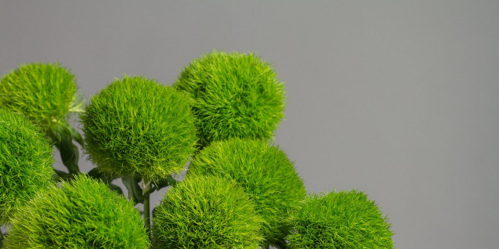 iStock-1253930156-green-dianthus