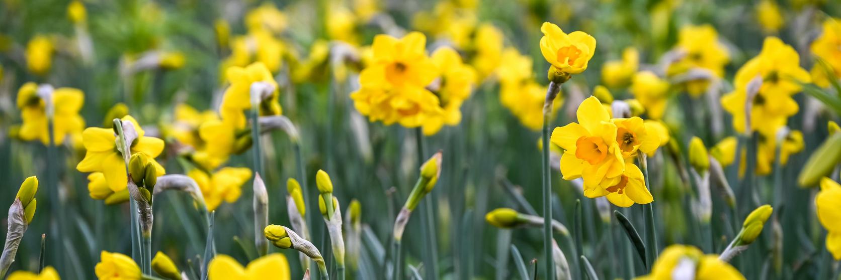 Narcissus Flower Meaning Symbolism & Facts | Interflora