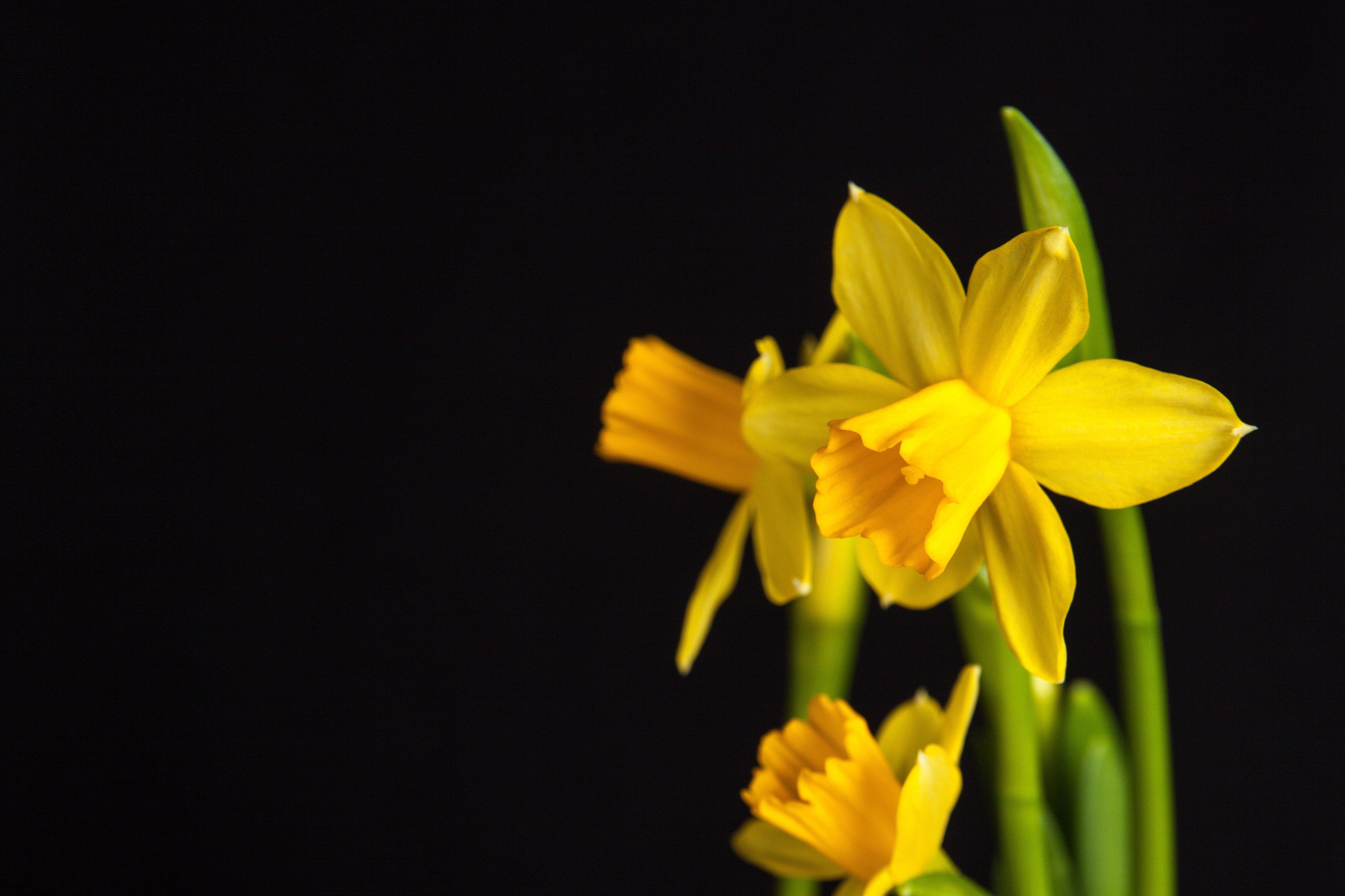 Narcissus Flower Meaning Symbolism Facts Interflora