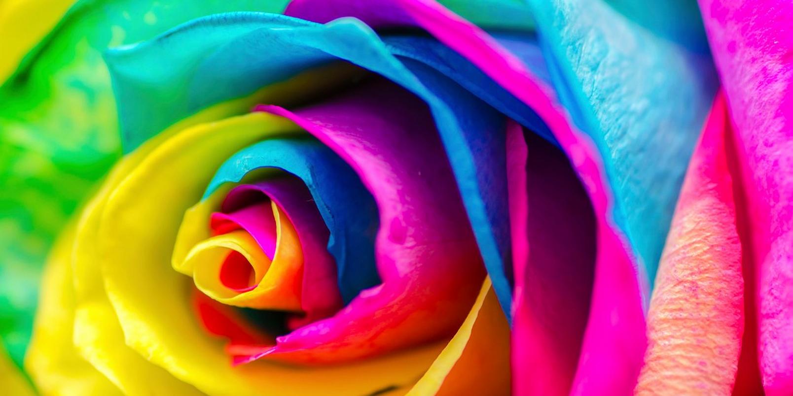 iStock-466726147-Rainbow-Rose