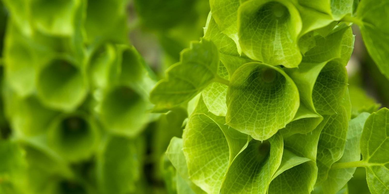 iStock-477651690-irish-bells