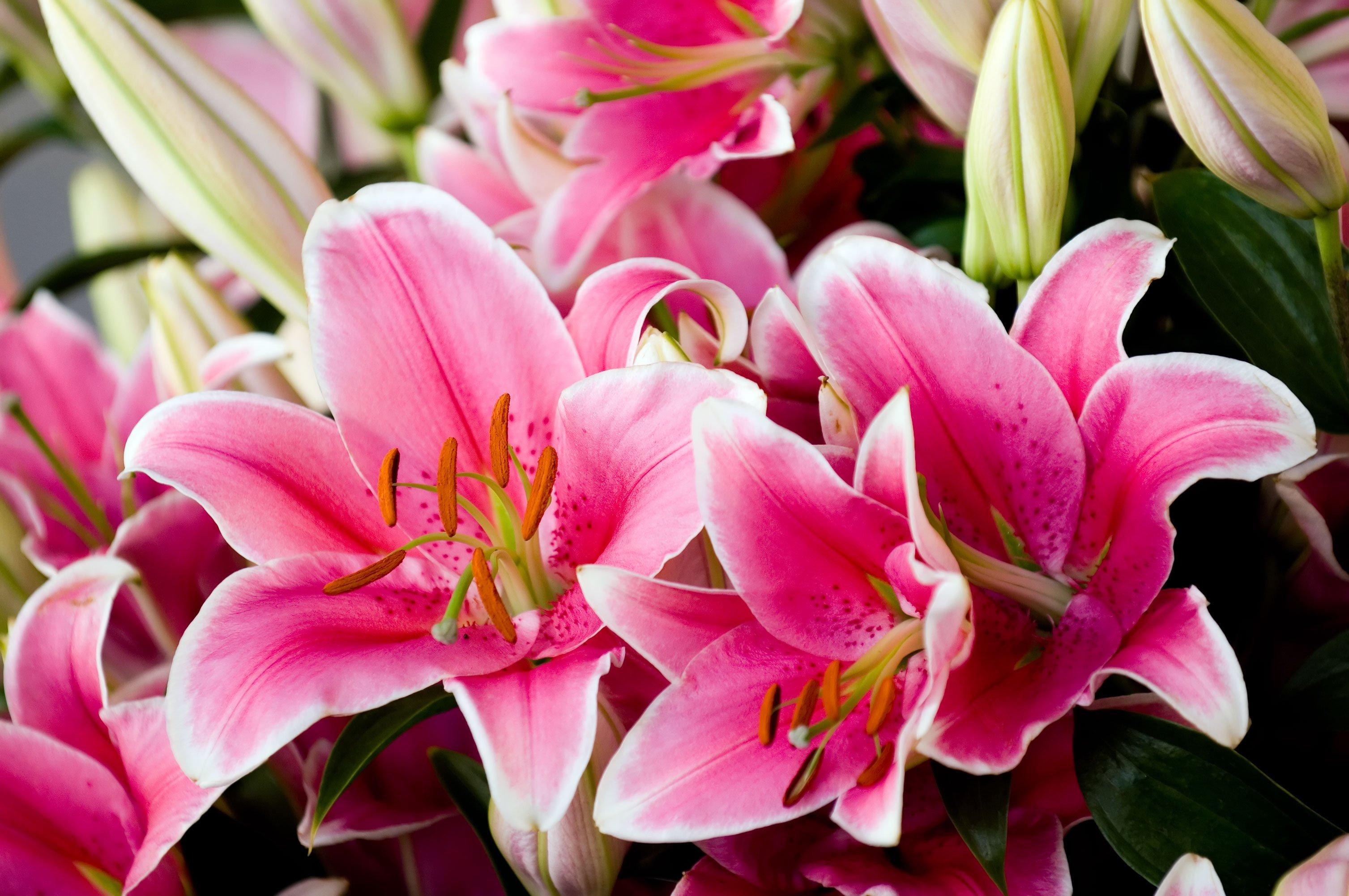 How To Grow And Care For The Crinum Lily