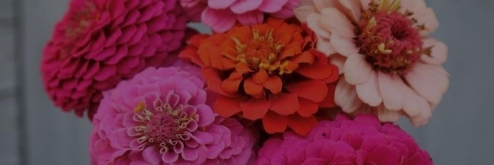 interflora-audience-analysis-competition-terms-conditions-1