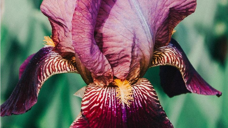 iris-bearded-purple-flowers