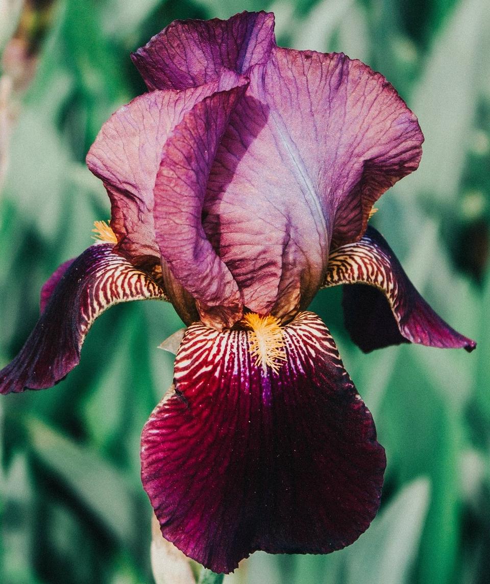 iris-bearded-purple-flowers