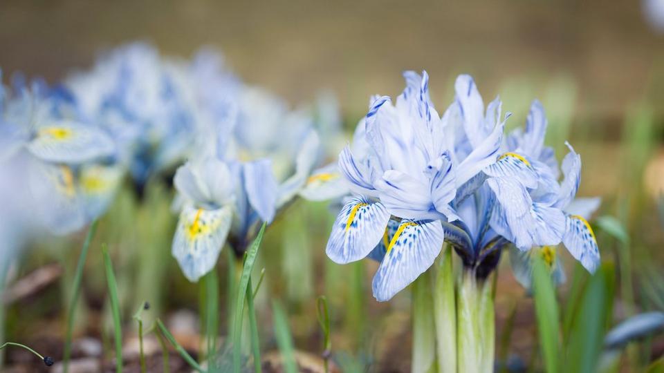 iris-blue-dwarf-flowers
