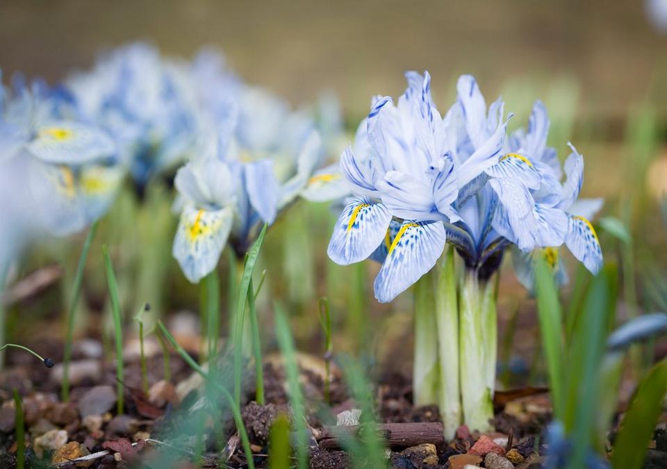 iris-blue-dwarf-flowers