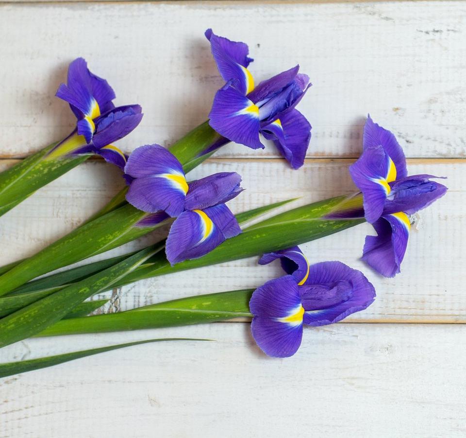 iris-bulbous-blue-flowers