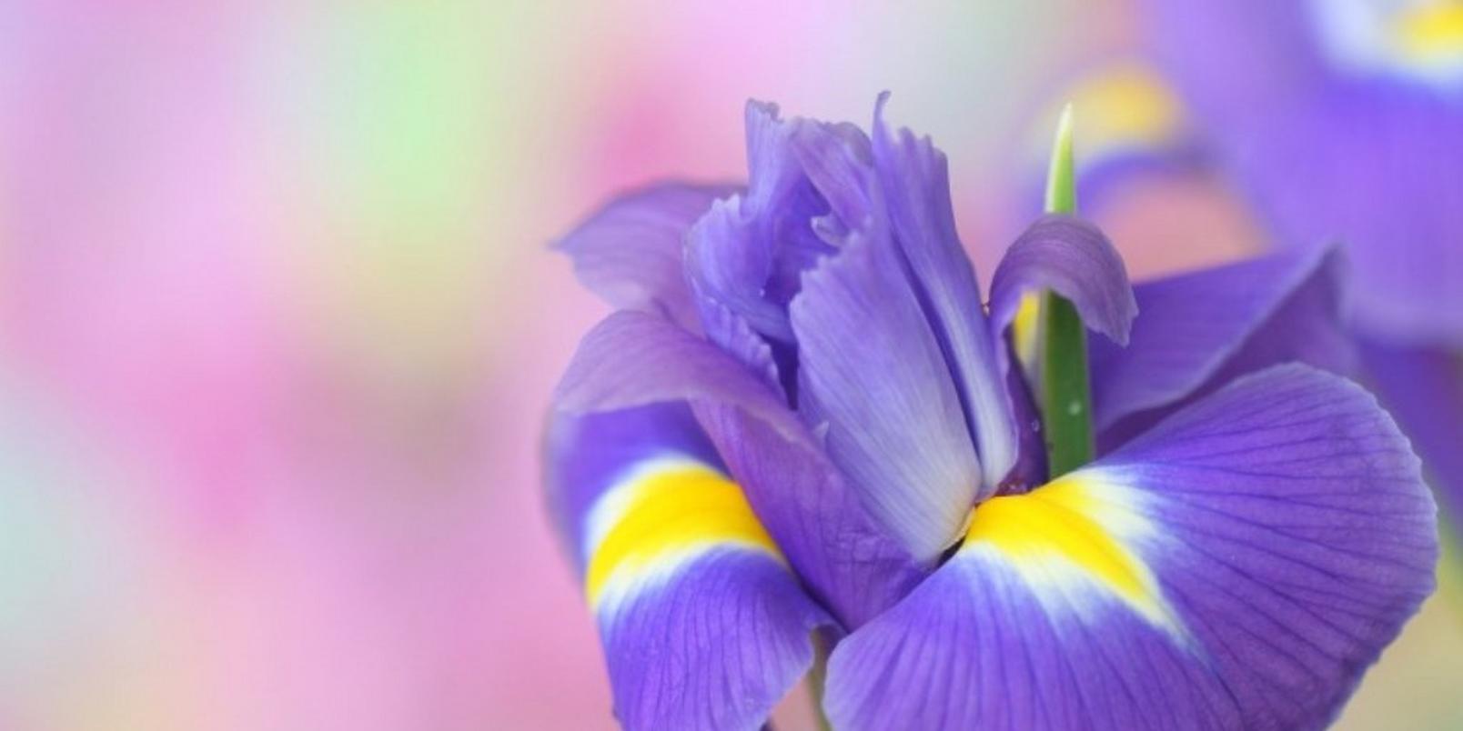 iris-purple-blue-flower