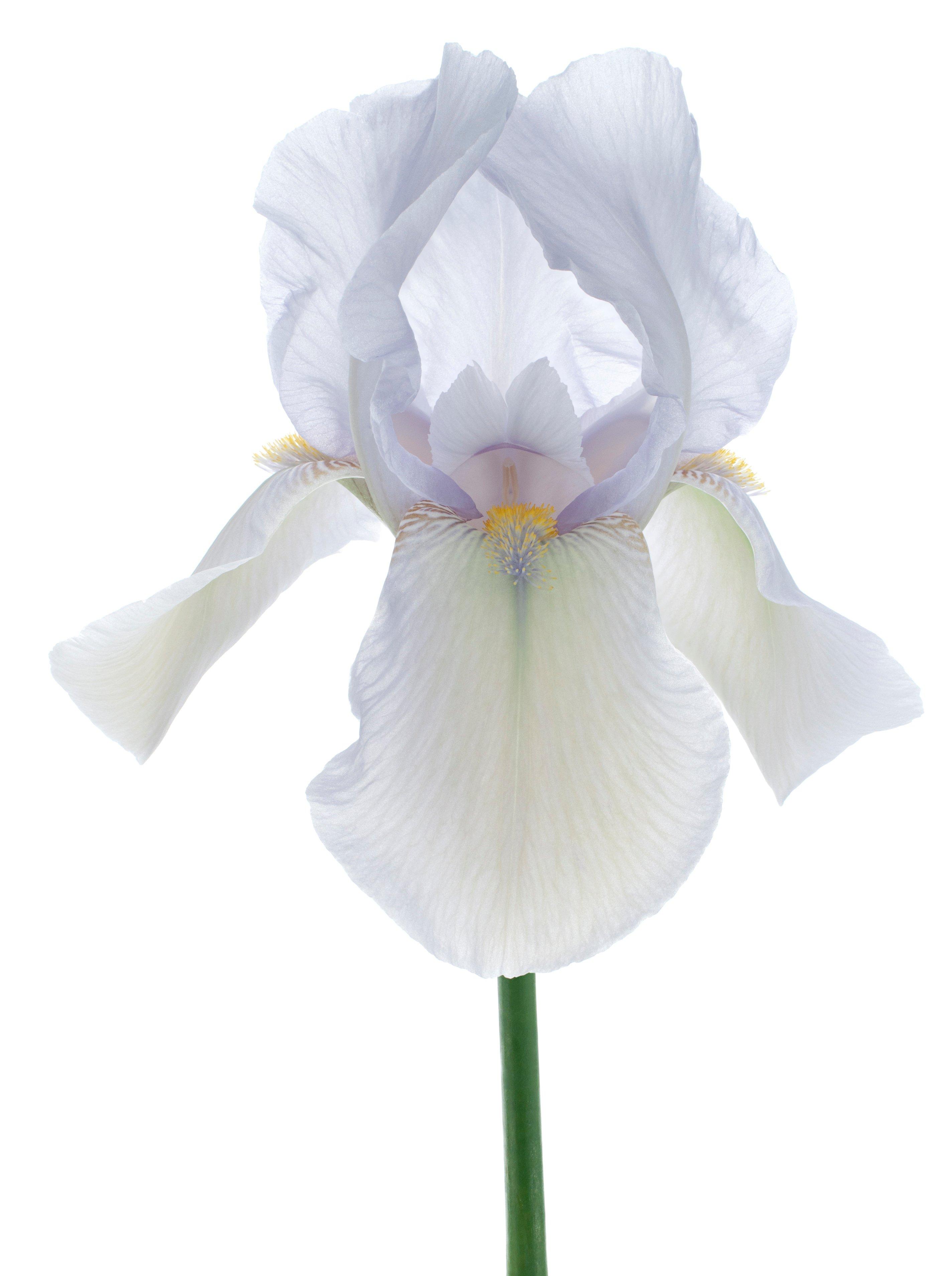 iris-white-flowers