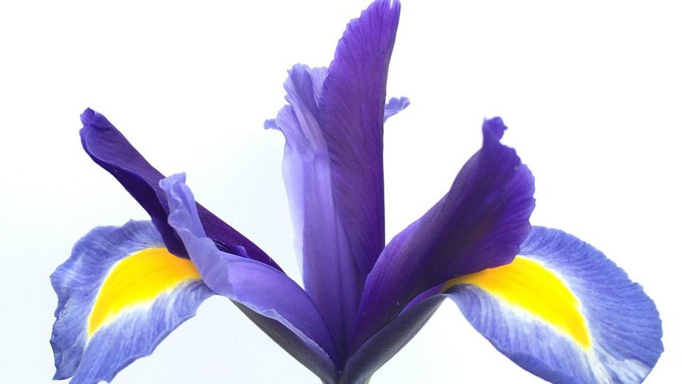 irises-beardless-blue-flowers