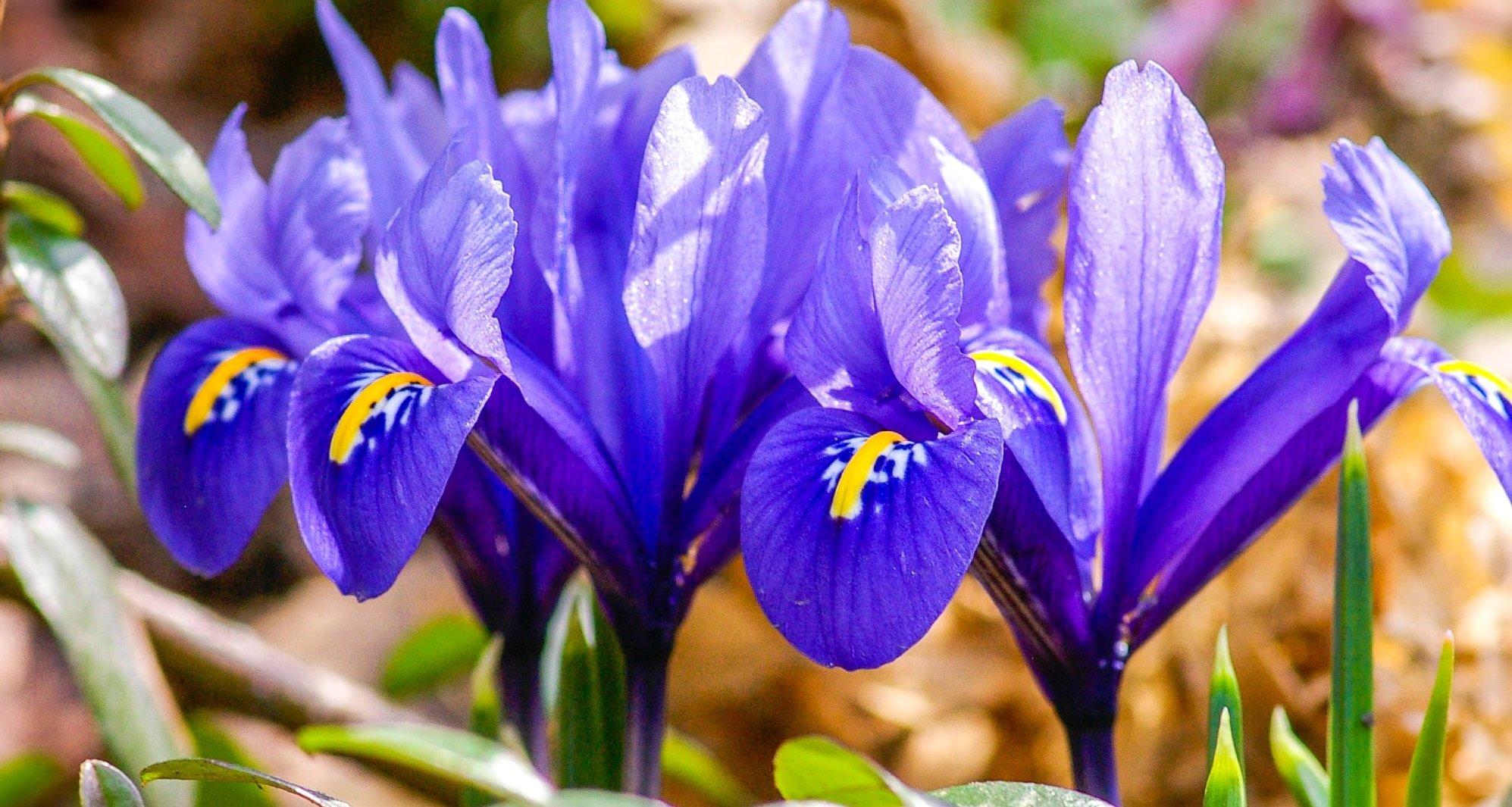 irises-crested-blue-flowers