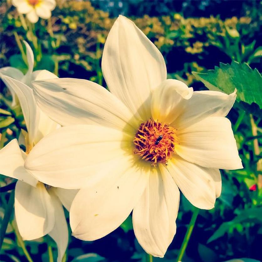 italian-white-sunflower